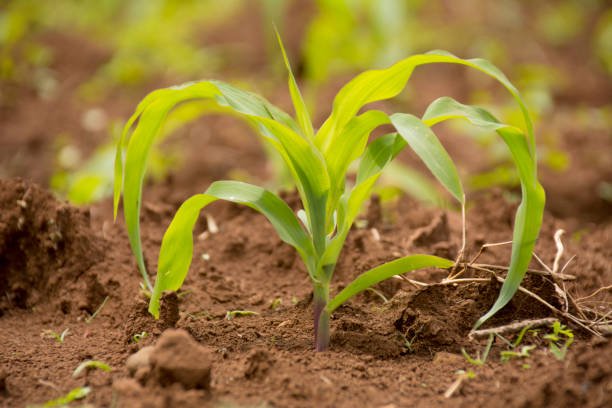 Maize at its early stage in the farm