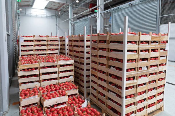 Crates of Red Tomato in Warehouse Storage