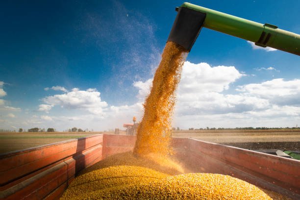 Combine harvester pours corn maize seeds.